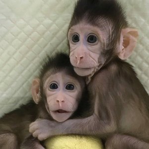 singes-macaques-clonage