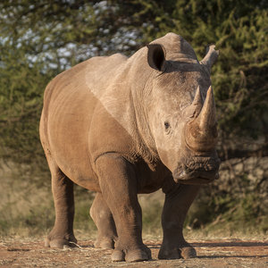 Rhinocéros_Limpopo
