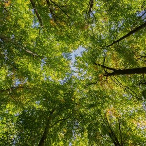 Article Isabelle Le climat dans l’ombre des cimes.jpg (906.85 Ko) 