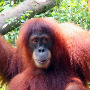 Capsule Pascal Le massacre des hommes de la forêt.jpg (733.85 Ko) 