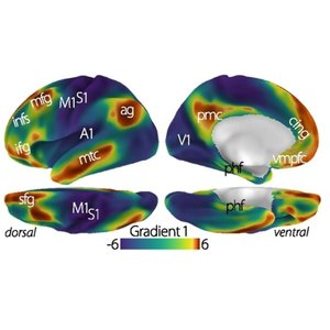 le cerveau image modifiée 3.jpg (124.97 Ko)