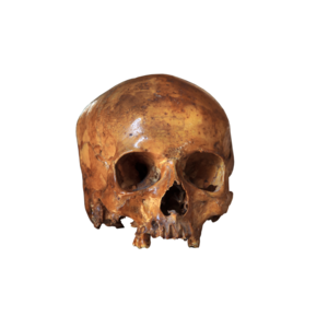 skull-3044135_1920.png (573.24 Ko) 