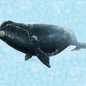 Baleine3.jpg (505.34 Ko) 