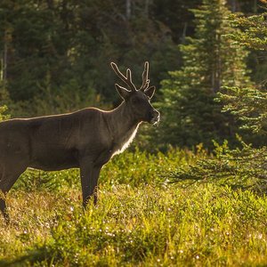 caribou-Alberta