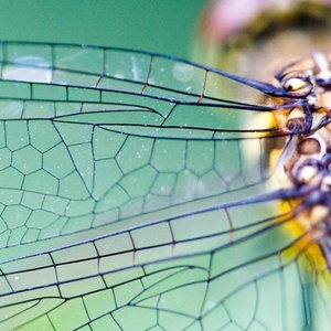 INITIATION AU BIOMIMÉTISME