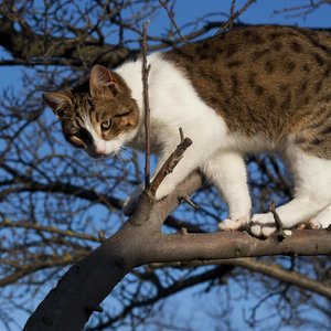 DDR-Chat-Arbre