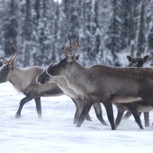 Caribou_NordQuebecois