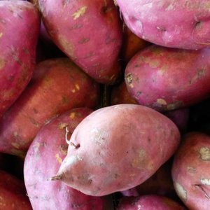 patate-douce