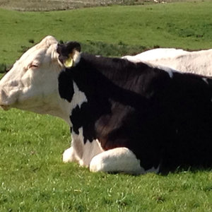 vaches