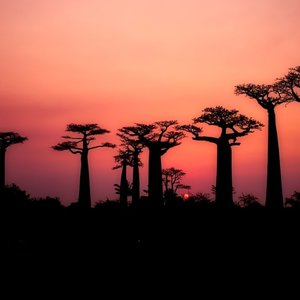 baobabs-2708289_960_720.jpg (140.74 Ko)