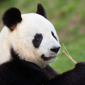 Panda géant