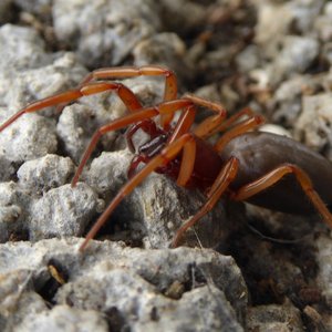 DDR-araignee-Dysderacrocata