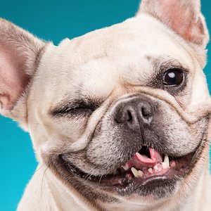 DDR-clindoeil-BullDog