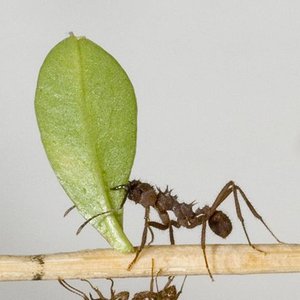 fourmis acromyrmex.jpg (102.71 Ko) 