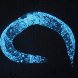 ver-c-elegans