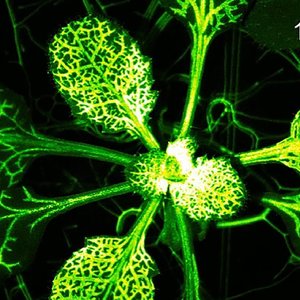 communication plantes