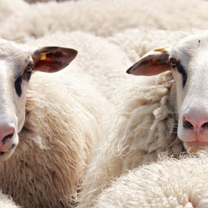 Pixabay sheep-2292802_1920.jpg (374.89 Ko) 