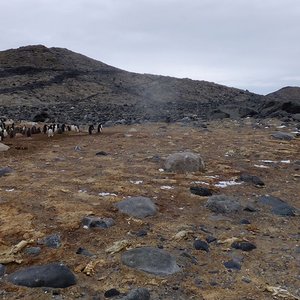 antarctique-manchots-momifies