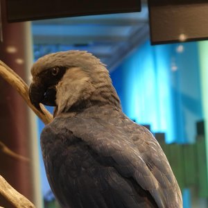 ara-de-spix-oiseau