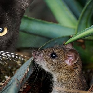 chat-souris