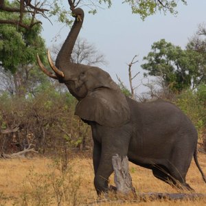 elephants-Afrique