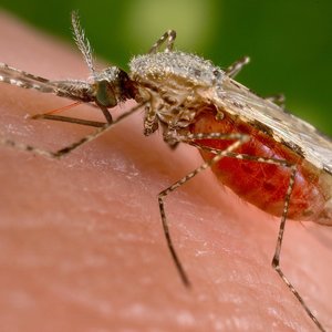 malaria-Anopheles