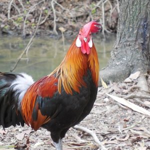 Pixabay rooster-223662_960_720.jpg (347.47 Ko) 
