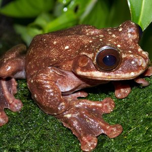 grenouille- Ecnomiohyla rabborum