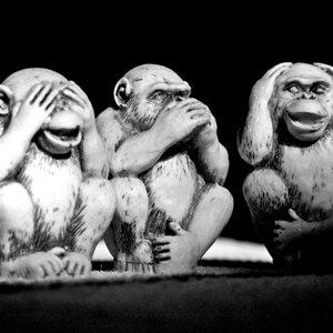 3 singes.jpg (309.06 Ko) 