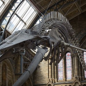 baleine-bleue-fossile