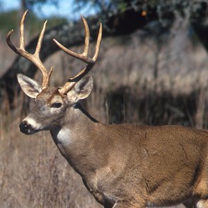 cerf-bois