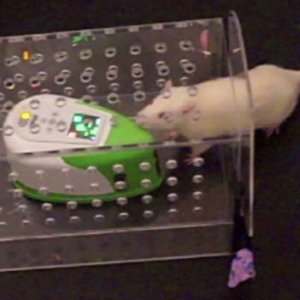 rat-robot