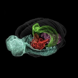 Blue Brain Cell Atlas.jpg (96.89 Ko) 