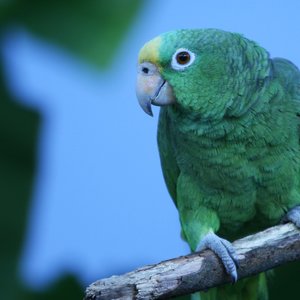 perroquet-Colombie