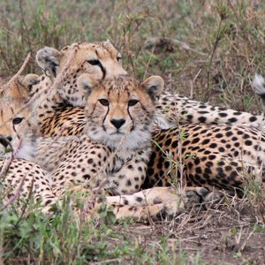 serengeti guépards