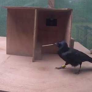 corbeau-outil-test