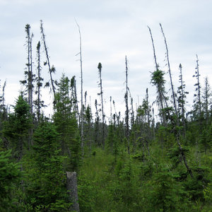 The Boggy Boreal Forest