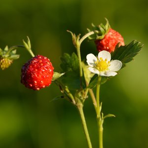 Fragaria_vesca
