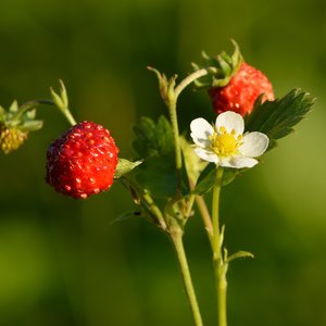 Fragaria_vesca