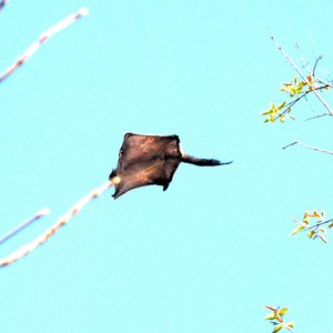 Gliding_flying_squirrel