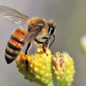 abeille