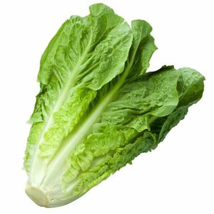 laitue-romaine