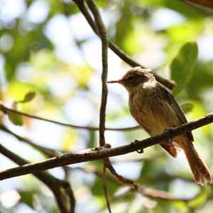 Rousseroles des Seychelles