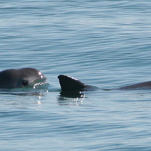 vaquita-marsouin