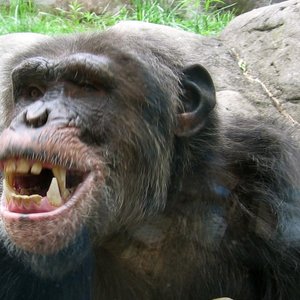 chimpanze