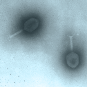 Phages