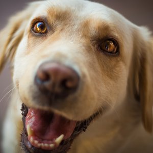 puppy-dog-mammal-close-up-nose-whiskers