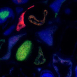 virus.png (543.06 Ko) 