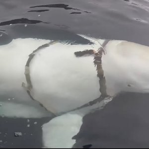 beluga-harnais