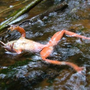 grenouille-morte-champignon